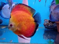 Fish Tank For Sale, Cardiff