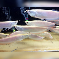 DISCUS, ,DISCUS,,DISCUS , TROPICAL FISH SALES.,,CHESHIRE OAKS DISCUS,DOMESTIC & WILDS. AROWANA, RAYs, L200 pleco