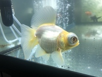 3 Telescopic eye fancy goldfish