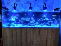 Marine Livestock in EA Reef 1500 - Complete Reef for Sale