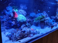 Marine Livestock in EA Reef 1500 - Complete Reef for Sale