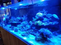 Marine Livestock in EA Reef 1500 - Complete Reef for Sale