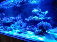 EA Reef 1500 Complete Reef for Sale