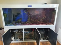 Livestock in Cleair Maz 2000 Marine Aquarium (full set up)