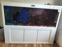 Livestock in Cleair Maz 2000 Marine Aquarium (full set up)