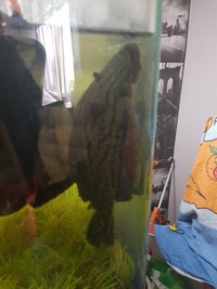 ADULT ROYAL PLECO