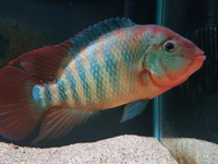 Male female festae pair