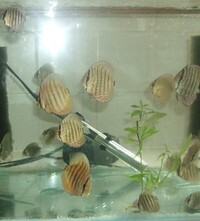 Home bred Discus in Tyne and Wear