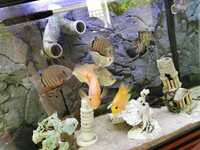 Xxl and large parrot cichlid