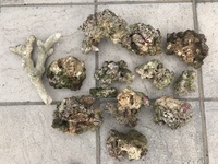 High grade dry rocks for saltwater aquarium. Dry live rock £70