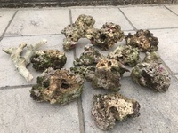 High grade dry rocks for saltwater aquarium. Dry live rock £70