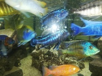 Malawi cichlids various sizes 1inch to 6 inch