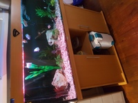 two fish tanks for sale