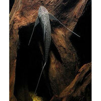 sold sold sold RARE Black whiptail Catfish 10-12CM - Rineloricaria sp £12.99