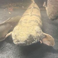 70% OFF - BICHIRS BICHIRS BICHIRS