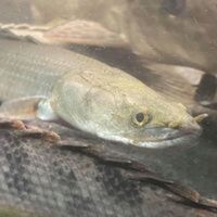 70% OFF - BICHIRS BICHIRS BICHIRS