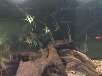 Pterophyllum Altum