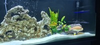 African Chiclids