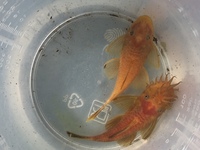 Super red bristlenose catfish