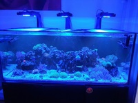 Red sea 625xxl full set up