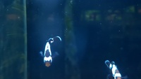 Black Ice Clownfish, pair
