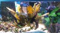 Pseudotropheus Saulosi breeding colony for sale SOLD