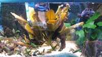 Pseudotropheus Saulosi breeding colony for sale SOLD