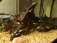 Bristlenose Pleco’s (Albinos, Lemon, normal )