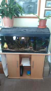 3ft Clearseal tank setup for sale - bargain £50 incl cabinet & extras