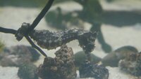 Hippocampus Erectus seahorses.