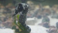 Hippocampus Erectus seahorses.