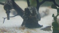 Hippocampus Erectus seahorses.
