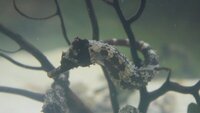 Hippocampus Erectus seahorses.