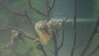 Hippocampus Erectus seahorses.