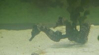 Hippocampus Erectus seahorses.
