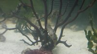 Hippocampus Erectus seahorses.
