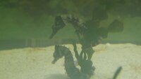 Hippocampus Erectus seahorses.