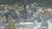 Hippocampus Erectus seahorses.