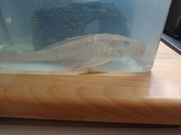 large albino male pleco