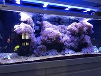 Red Sea Max S650 + 4 Hydra 26 HD LEDs £2995