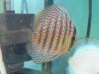 2 x Discus