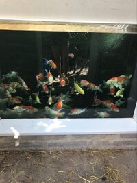 Howie Koi Dorset - Pond Cleaning and Maintenance - Covers Dorset, Hampshire and Somerset