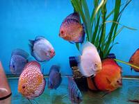 Fish Tank For Sale, Cardiff