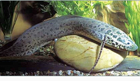 West African Lungfish 50cm