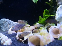 Neolamprologus Multifasciatus Colony