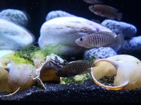 Neolamprologus Multifasciatus Colony