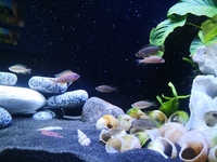 Neolamprologus Multifasciatus Colony