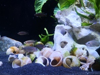 Neolamprologus Multifasciatus Colony