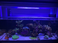 Marine Fish for sale