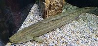 CHEAP reduced Price SUPER RARE XXL Nile Bichir - PBB